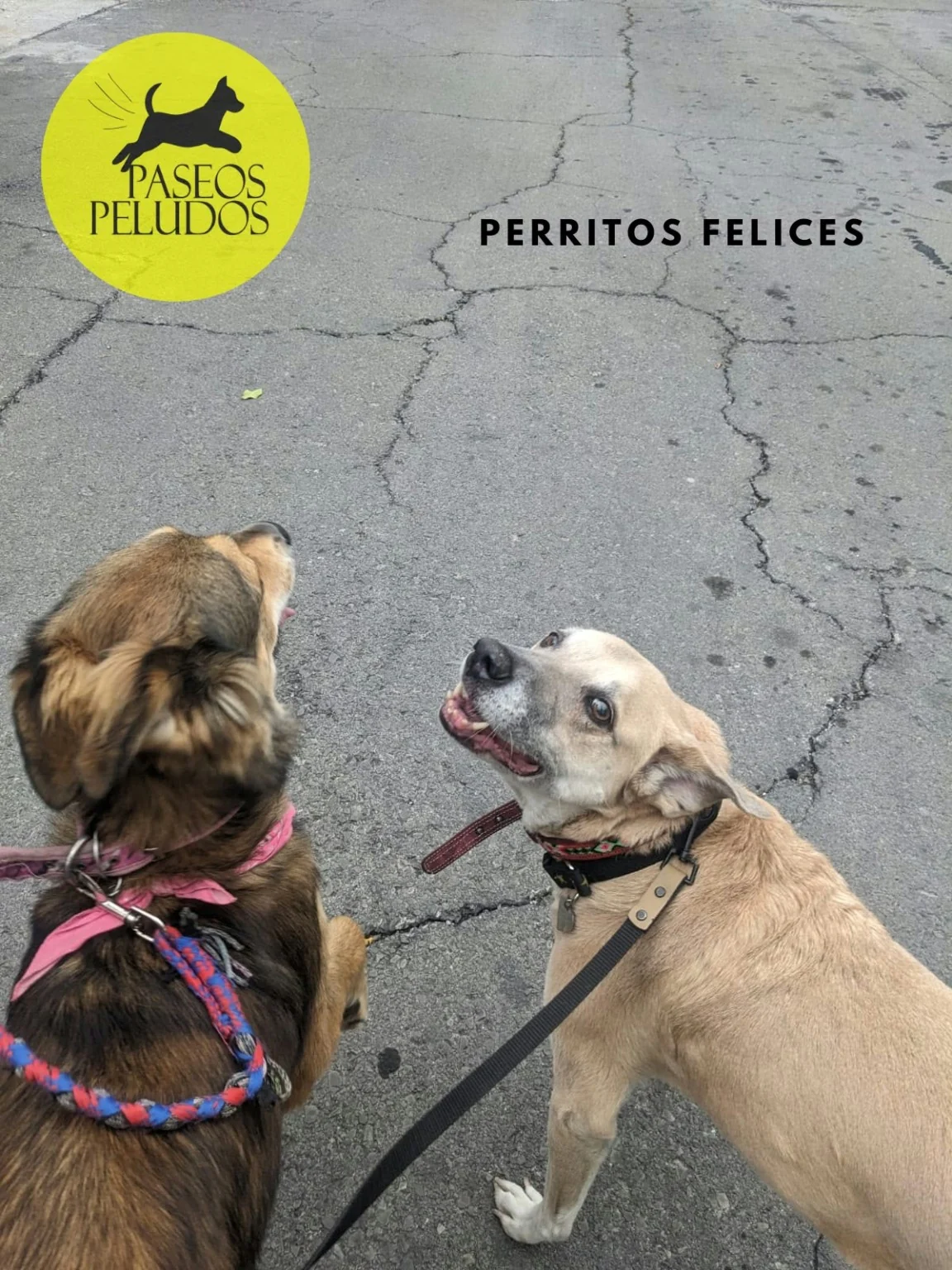 Imagen histórica de los inicios de Paseos Peludos