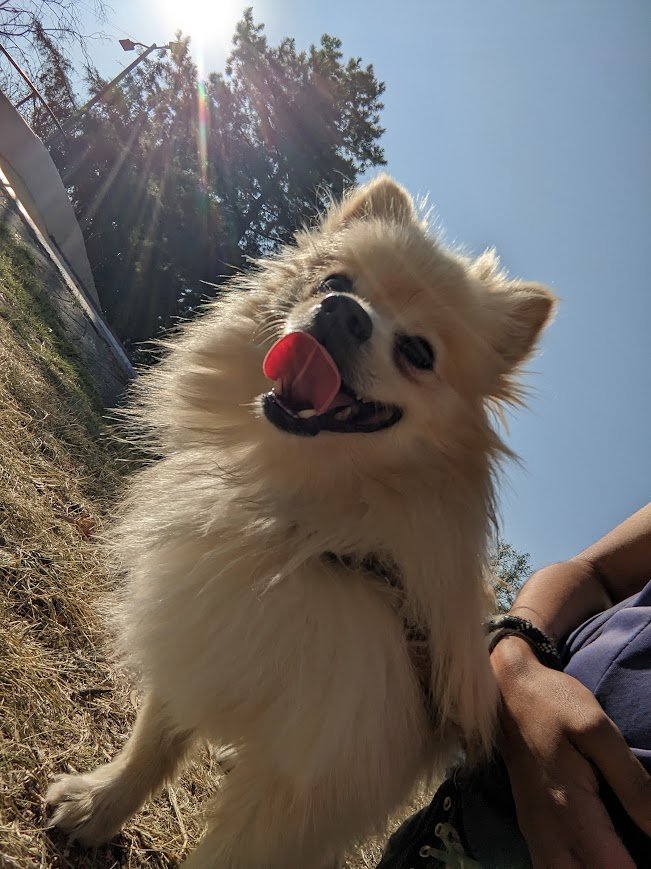 Peludo blanco esponjoso durante un paseo