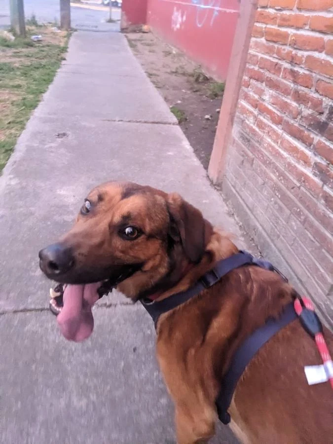 Peludo real feliz durante un paseo