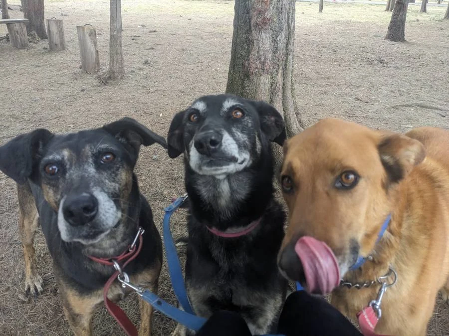 Tres peludos reales juntos